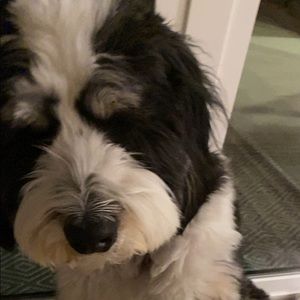 Meet your Posher, Annie